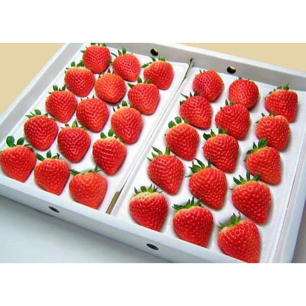 夏いちご 2L-L300g(20〜24粒)×2トレー（計600g）北海道産 夏イチゴ