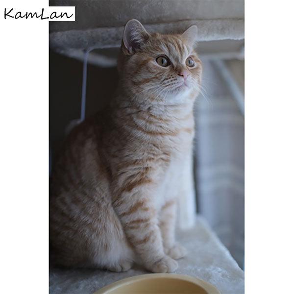 KAMLAN（カムラン） KamLan Optical KAMLAN KL 32mm F1.1 マイクロ