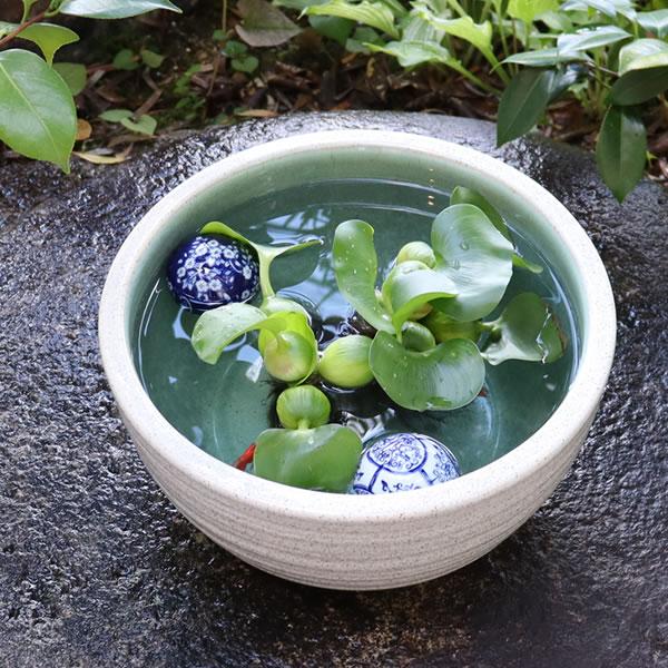 信楽焼 睡蓮鉢 メダカ鉢 おしゃれ めだか鉢 陶器 水鉢 ビオトープ