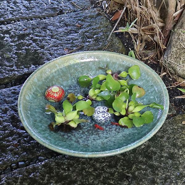 信楽焼 睡蓮鉢 メダカ鉢 おしゃれ めだか鉢 陶器 水鉢 ビオトープ