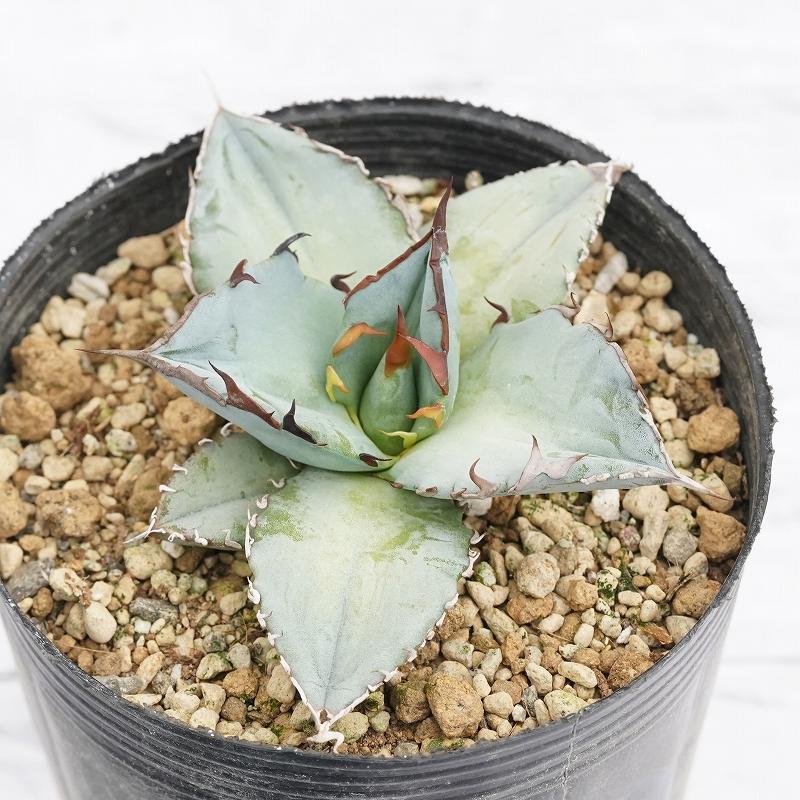 実生選抜株】アガベ・チタノタ「ブルー」 ホワイトブルー 3号ロング