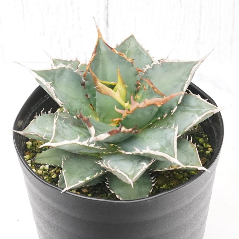 アガベ・チタノタ 海王 4.5号鉢 : 四国ガーデン - 通販 - Yahoo