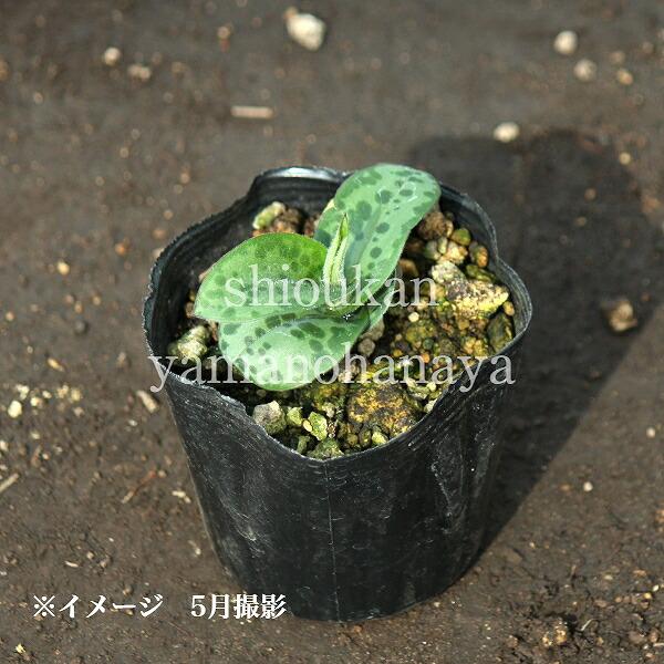 5ポット)ヤマジノホトトギス 9〜10.5cmポット苗5ポットセット 山野草