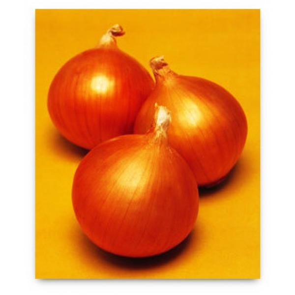 玉ねぎ苗】タキイ交配 「ネオアース苗」1000本 会津産ほか タマネギの