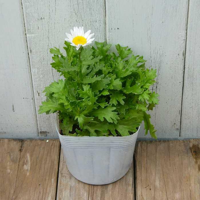 ノースポール 苗 クリサンセマム 3.5号 冬〜春の花苗 花壇苗 耐寒性強