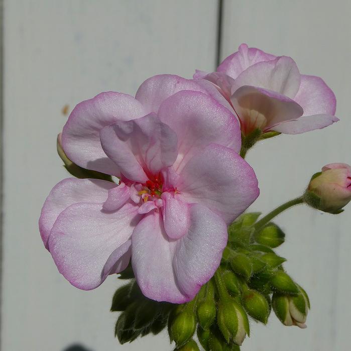 栄養系ゼラニウム クオリティ ピンクレース 5号鉢 鉢花 ゼラニューム