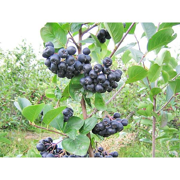 アロニア（冷凍果実）1Kg 北海道産【9月上旬出荷開始】 : 旬をお