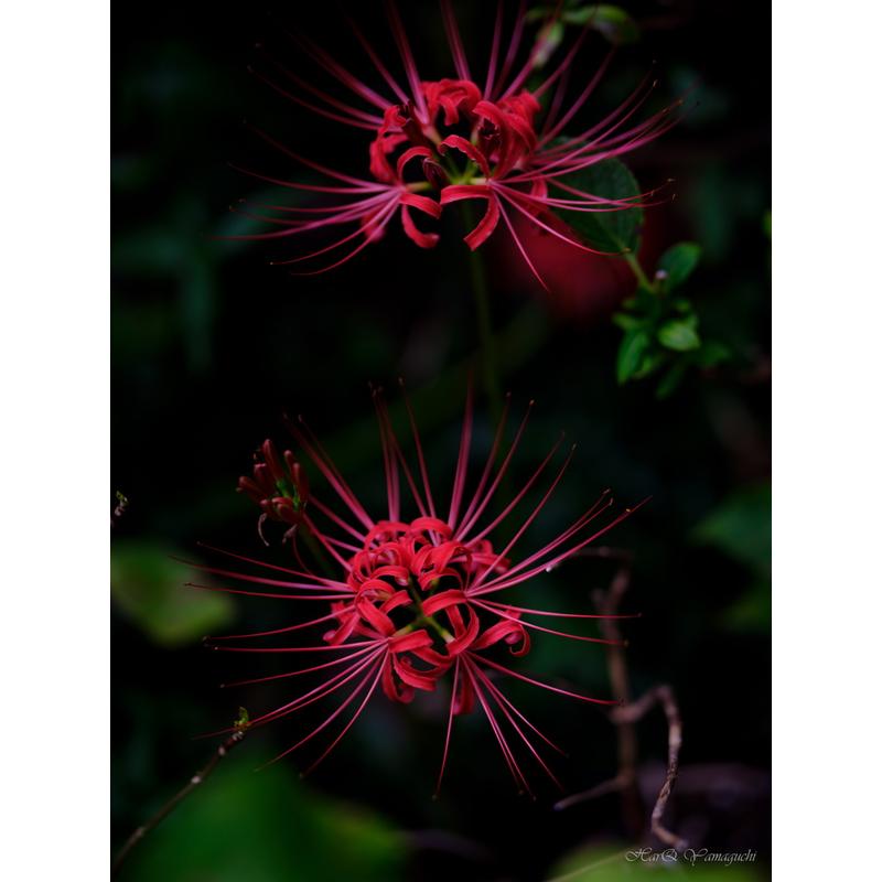 スピードマスター（中一光学） 中一光学 SPEEDMASTER 80mm F1.6 富士