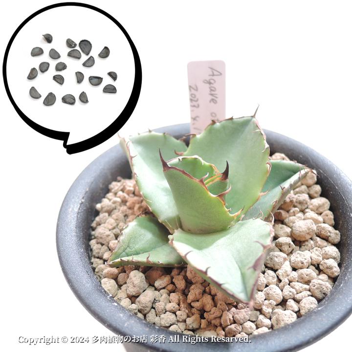 種子 アガベ オテロイ : 多肉植物のお店 彩香 Yahoo!店 - 通販 - Yahoo