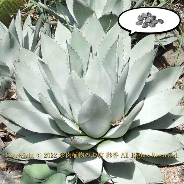 種子 アガベ 吉祥天 : 多肉植物のお店 彩香 Yahoo!店 - 通販 - Yahoo