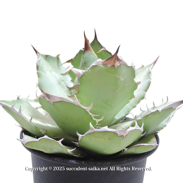 アガベ オテロイ : 多肉植物のお店 彩香 Yahoo!店 - 通販 - Yahoo