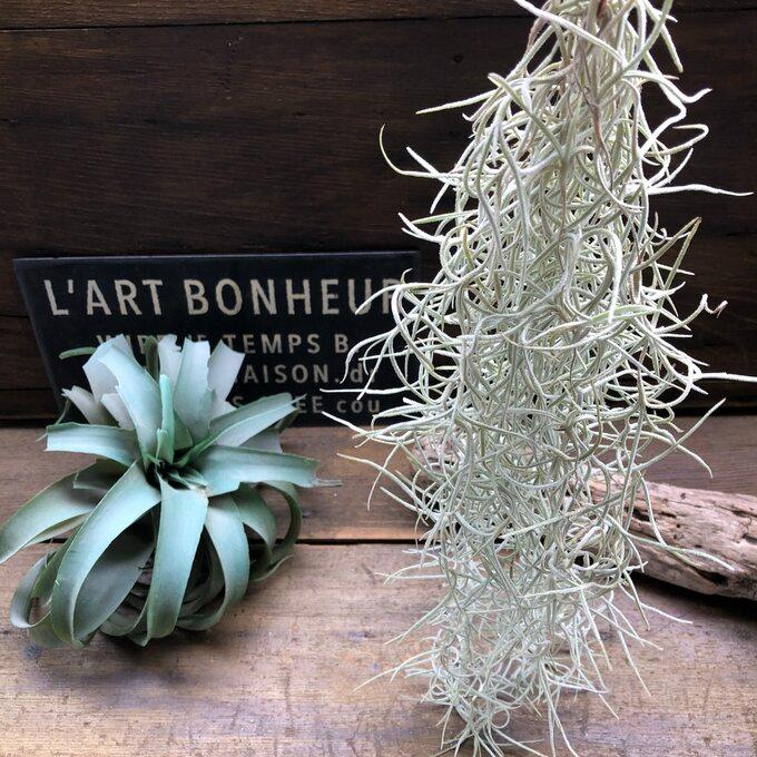 ウスネオイデス 太葉 エアープランツ 多肉植物 : パリジェンヌ - 通販