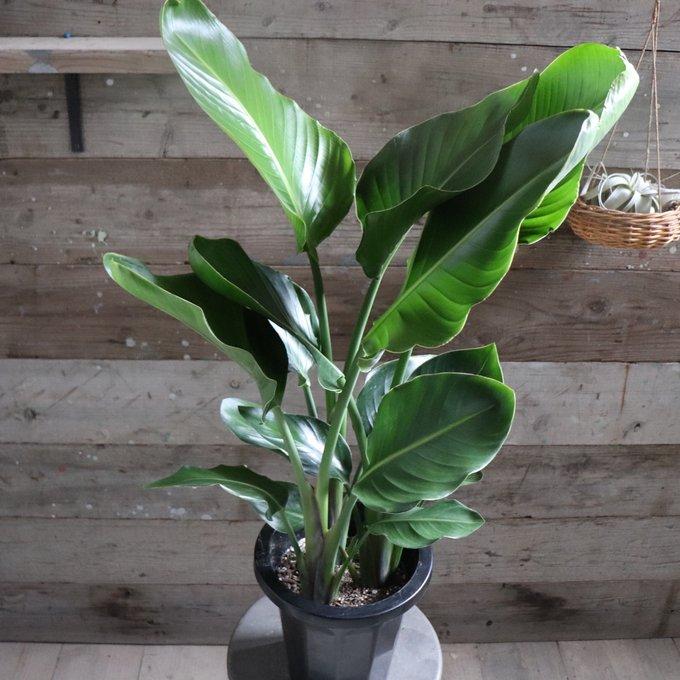 オーガスタ 大きな観葉植物 ストレチア 極楽鳥花 観葉植物 : パリ