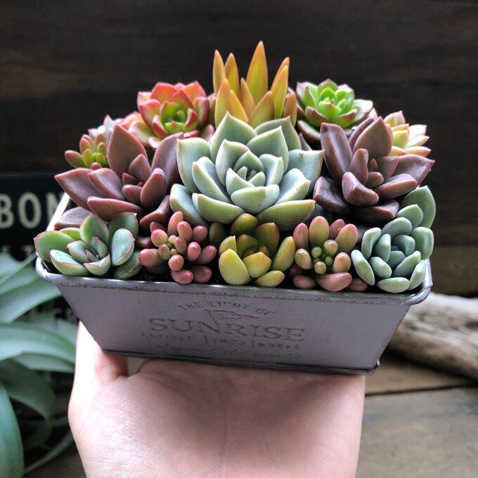 ブリキ鉢の多肉寄せ植え 多肉植物 可愛い もりもり : パリジェンヌ