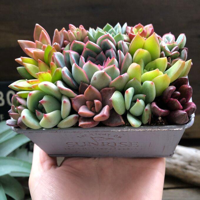 ブリキ鉢の多肉寄せ植え 多肉植物 可愛い もりもり : パリジェンヌ