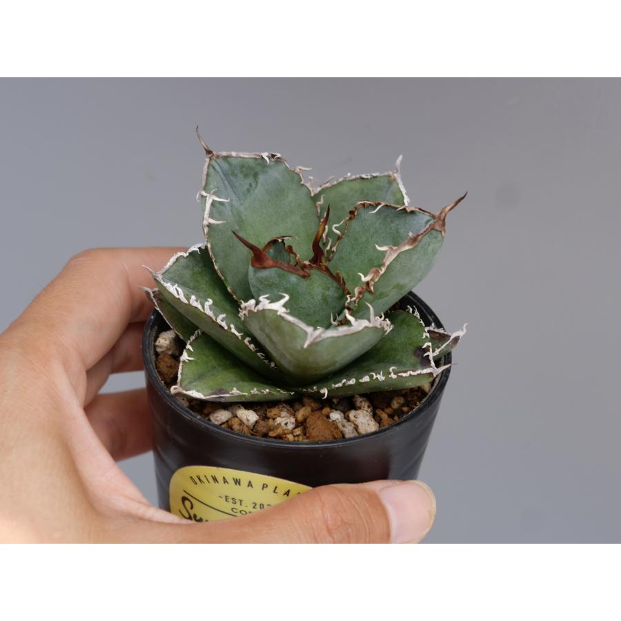 アガベ チタノタ 白鯨 177 Agave titanota white whale 観葉植物 塊根