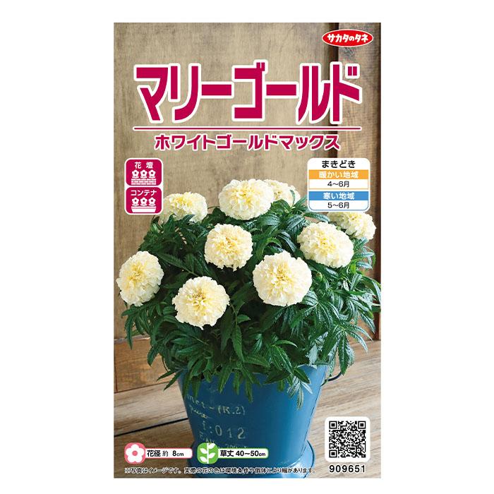 花の種 実咲花9651 マリーゴールド ホワイトゴールド マックス