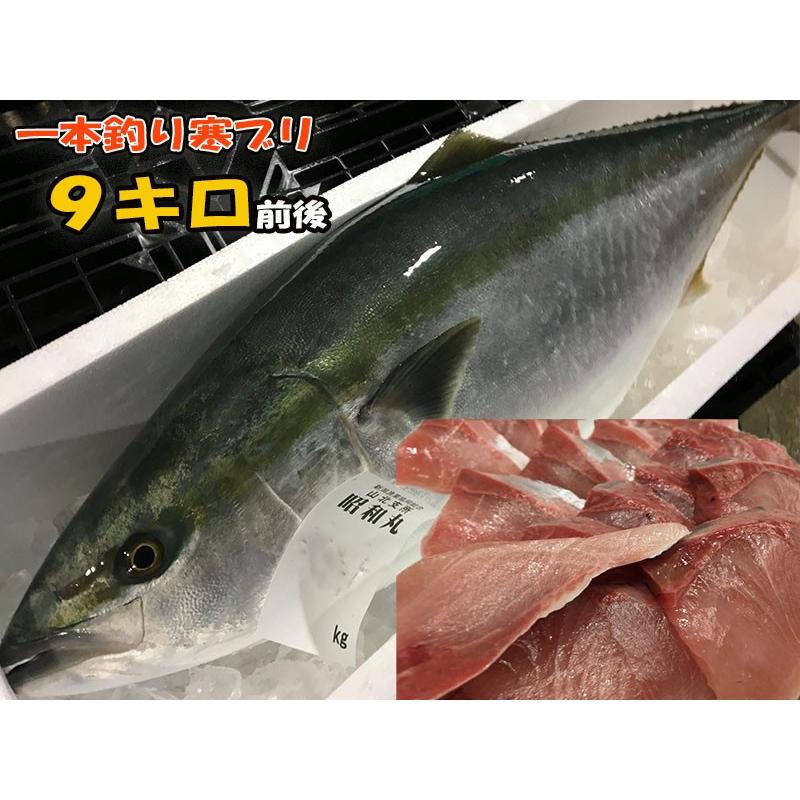 寒ブリ通販 一本釣り 9キロ前後 産地直送 新潟村上 お取り寄せ ぶり 鰤