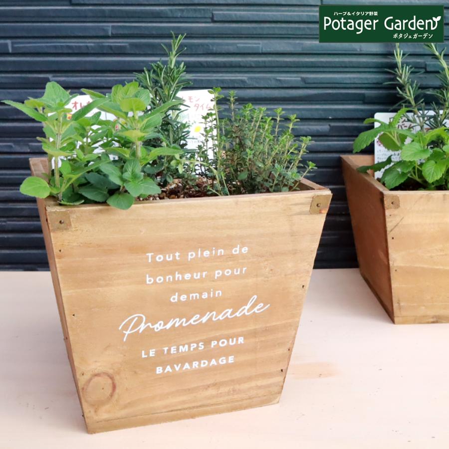 ハーブ 栽培キット ナチュラルウッド 四角 3個（種類 栽培 苗 種 寄せ