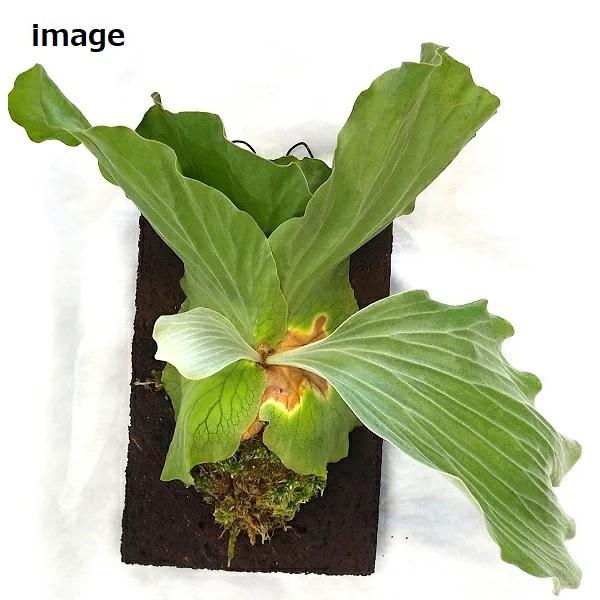 希少・ ビカクシダ アンゴレンセ （エレファントティス）4号ポット 約