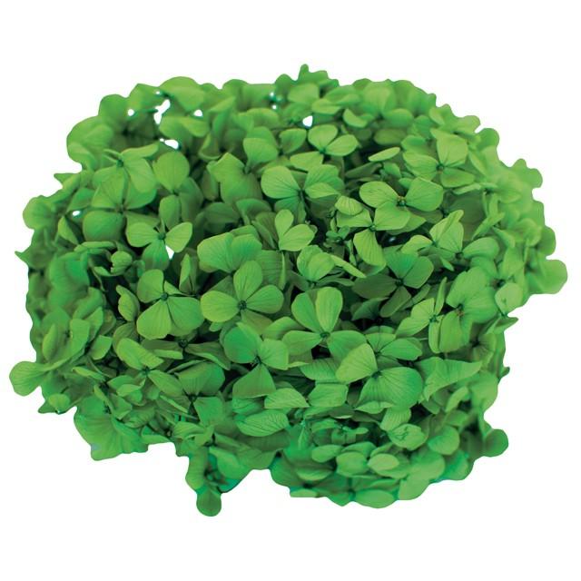 プリザーブドフラワー・ グリーン・アンデスアジサイ : 花材問屋