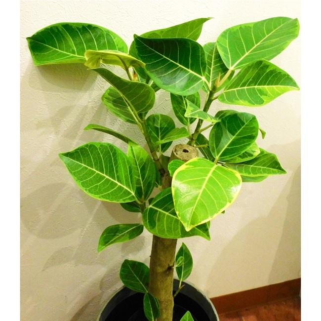 観葉植物 ゴムの木 フィカス アルテーシマ 7号 : PLANQUOR - 通販