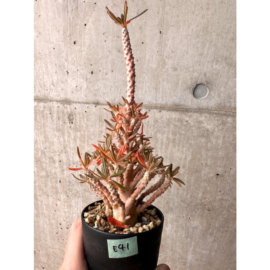 現品限り】ドルステニア・ギガス ブラータ 挿し木 発根済み【E41