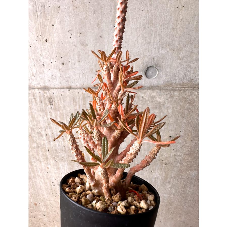 現品限り】ドルステニア・ギガス ブラータ 挿し木 発根済み【E41