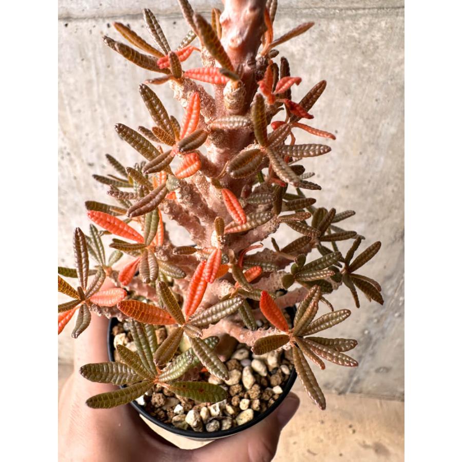 現品限り】ドルステニア・ギガス ブラータ 挿し木 発根済み【E41