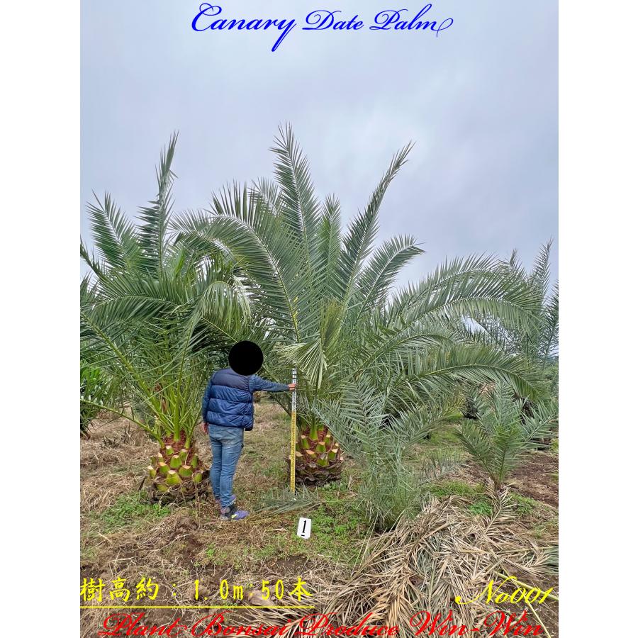 2024年 NewRelease 美景美観 カナリーヤシの中樹 No1(50本) : PLANT