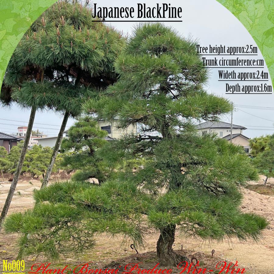 2025年 植木 黒松(クロマツ)の中樹 No9 F-1 : PLANT・BONSAI・Produce