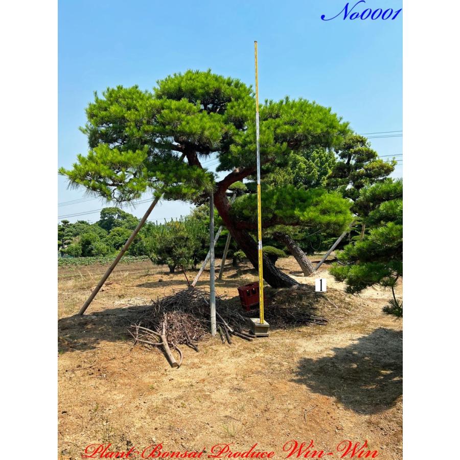 植木 美景美観 赤松(赤マツ)の大樹 No1 : PLANT・BONSAI・Produce・WIN