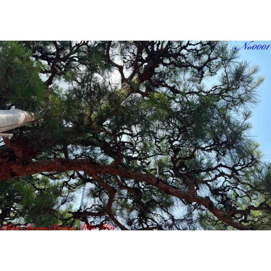 植木 美景美観 赤松(赤マツ)の大樹 No1 : PLANT・BONSAI・Produce・WIN