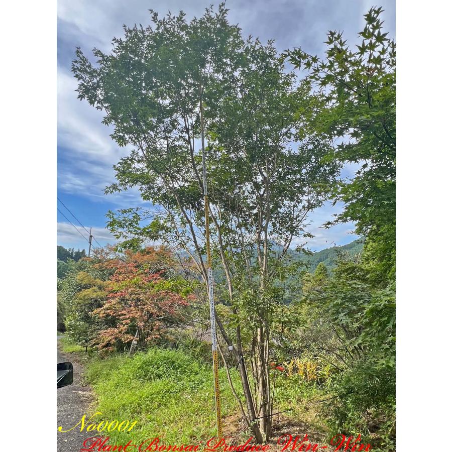 2022年 美景美観 自然形 5本株立ち アオダモの大樹 No1 : PLANT