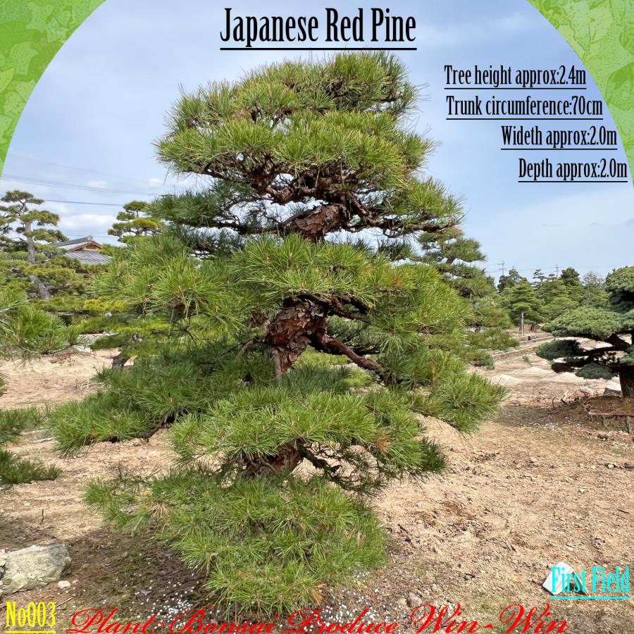 2025年 植木 美景美観 枝垂れ赤松 (シダレアカマツ)の中樹 No3 F-1
