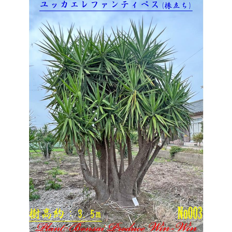 New Release 美景美観 ユッカエレファンティぺス株立ちの大樹 No3