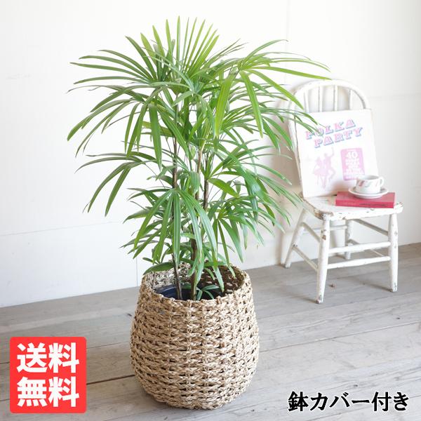 棕櫚竹 シュロチク 手編みバスケット付き 寒さに強い 観葉植物 送料