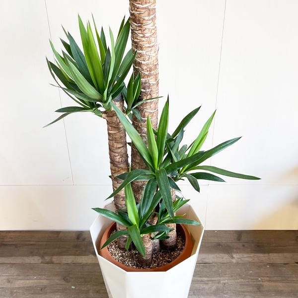 ユッカ エレファンティペス 大型 大鉢 10号 観葉植物 寒さに強い