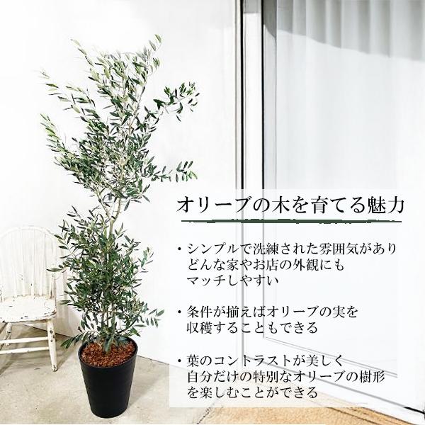 オリーブの木 オリーブ 観葉植物 大型 大鉢 10号 大きい ブラックセラ