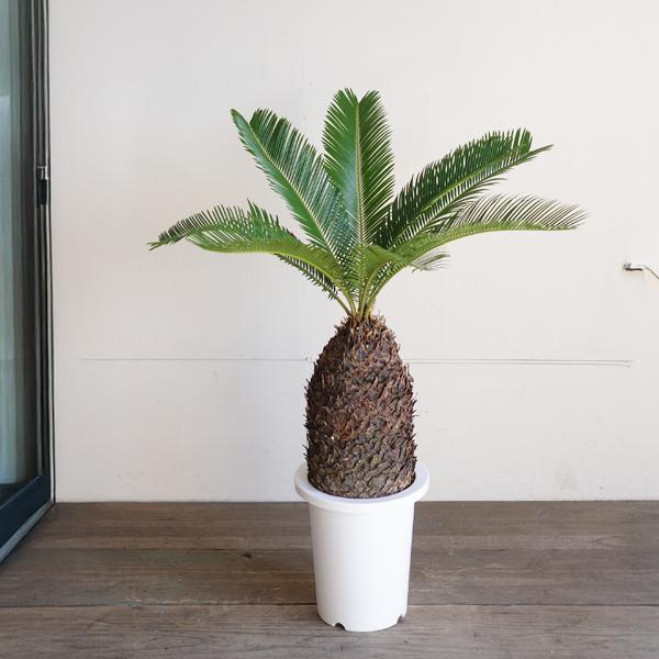 蘇鉄 大きめ ソテツ 観葉植物 庭木 シンボルツリー 渥美半島 丈夫 送料