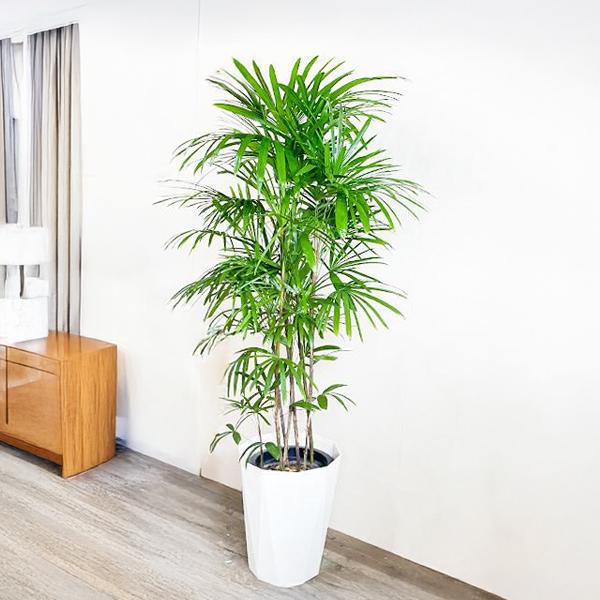 シュロチク 棕櫚竹 観葉植物 10号 大型 寒さに強い おしゃれ 鉢植え