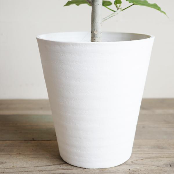 フィカス ウンベラータ 観葉植物 ホワイトセラアート鉢 8号 ゴムの木