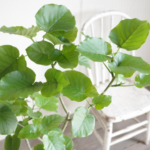 フィカス ウンベラータ 観葉植物 ホワイトセラアート鉢 8号 ゴムの木