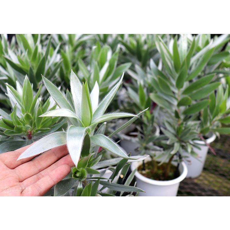 リューカデンドロン 『シルバーアフリカーナ』 4号鉢植え : 花と緑の