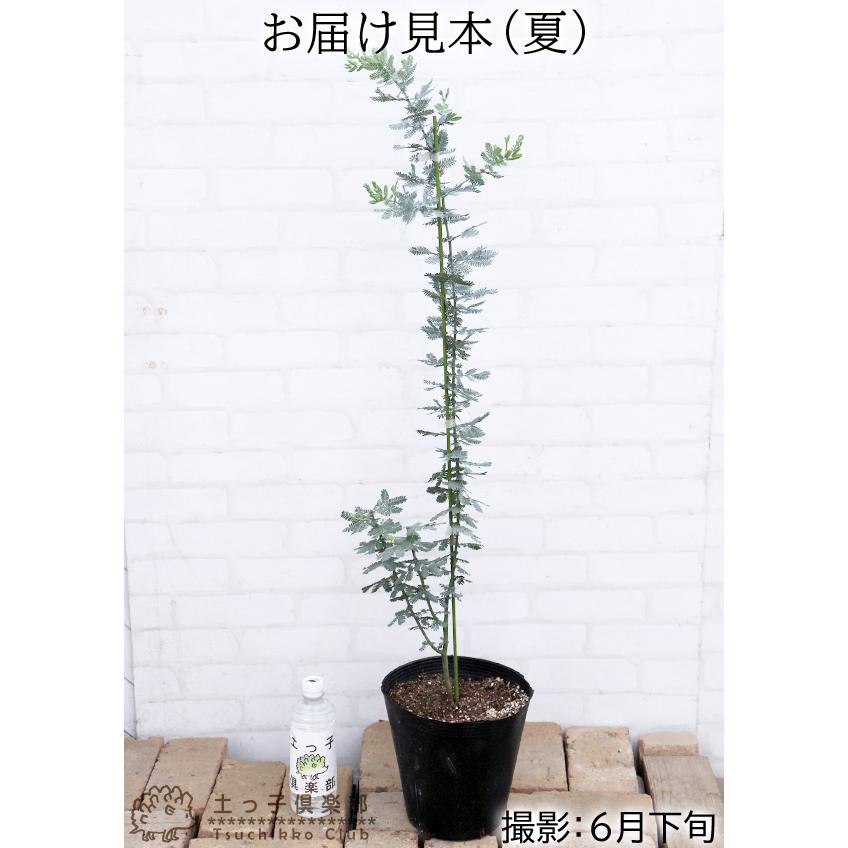 ミモザアカシア 7号大苗 （ 銀葉アカシア ） ミモザ 苗 苗木 黄色 3月
