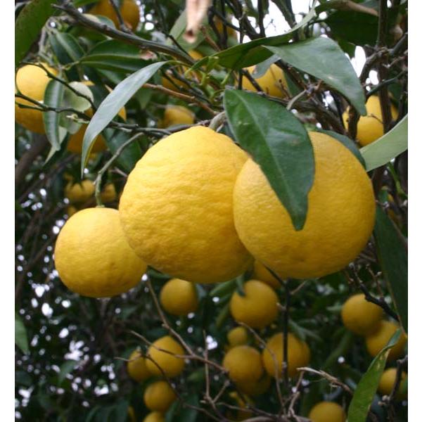 日向夏 （ ニューサマーオレンジ ） 接ぎ木 15cmポット苗【 送料無料