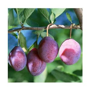 プルーン （ セイヨウスモモ） 『 シュガープルーン 』 15cmポット