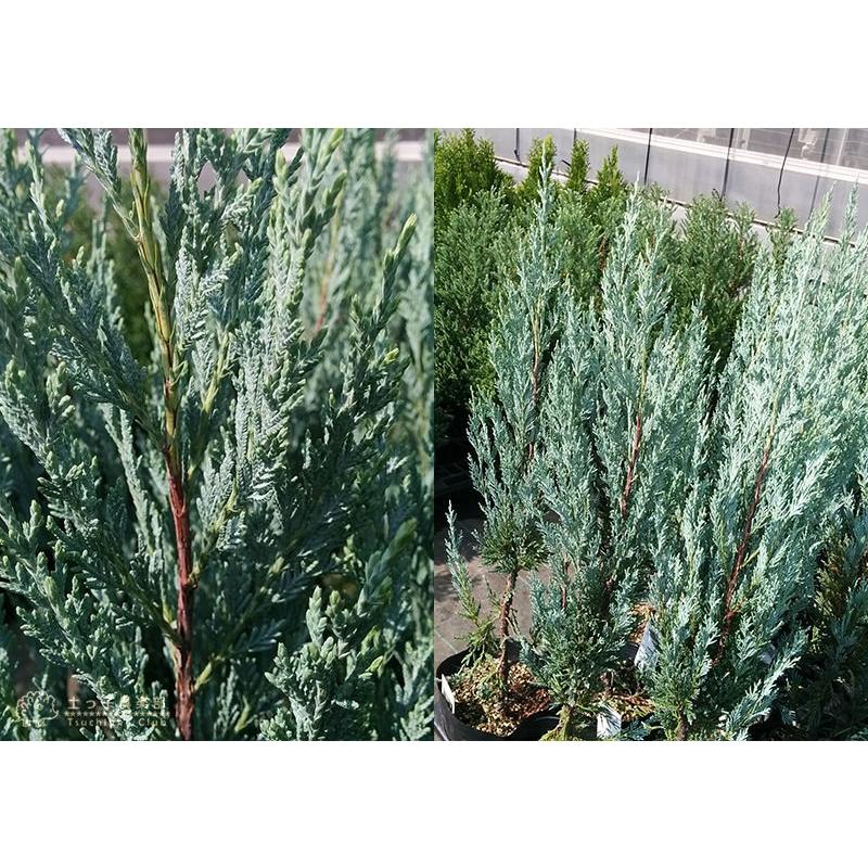 コニファー 『 ムーングロー 』 15cmポット苗 : 花と緑の専門店 土っ子