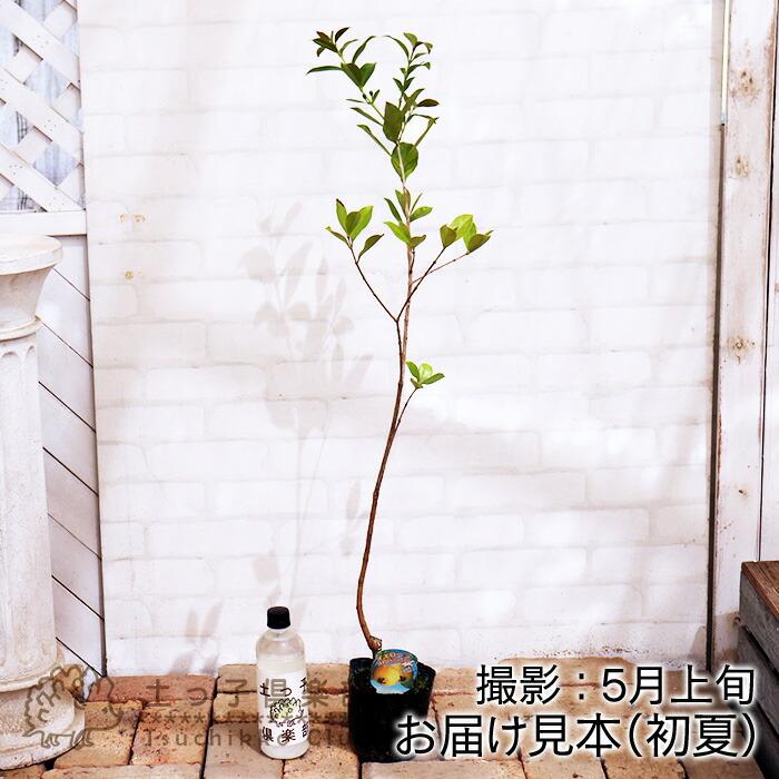 グアバ 「イエローストロベリーグァバ」13.5cmポット苗（ キミノ