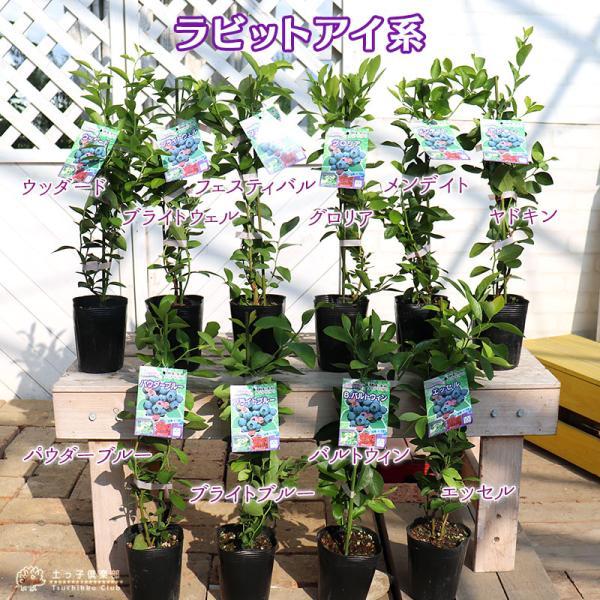 ブルーベリー 『 ラビットアイ系 』 （ 2年生 ） 3.5号ポット苗 【 2個